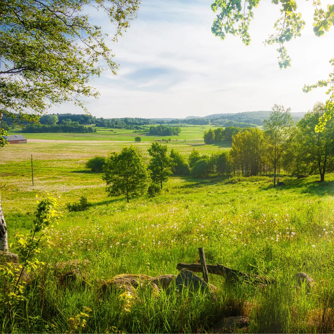 Swedish Nutra Organic Bargains Collection Banner 2025
