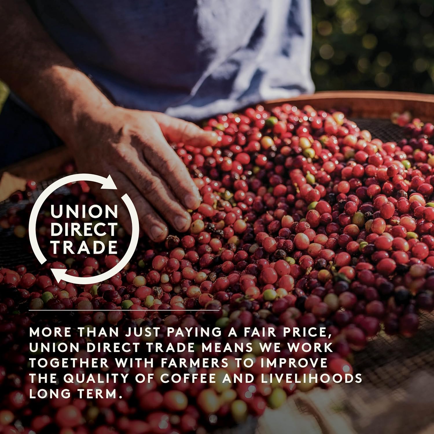 Union Yayu Wild Forest Ethiopian Whole Bean Coffee - 200g